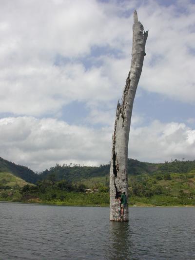 Researcher Takes Core from Tree