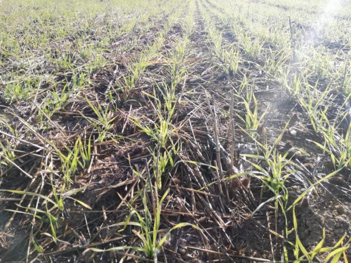 Soil Under no Till Farming