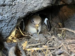 Scopoli`s shearwater on Linosa