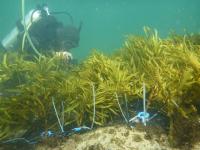 Transplanting the Crayweed