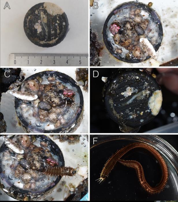 The bottle cap and its polychaete worm inhabitant