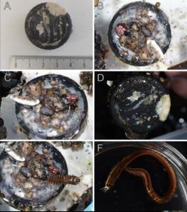 The bottle cap and its polychaete worm inhabitant