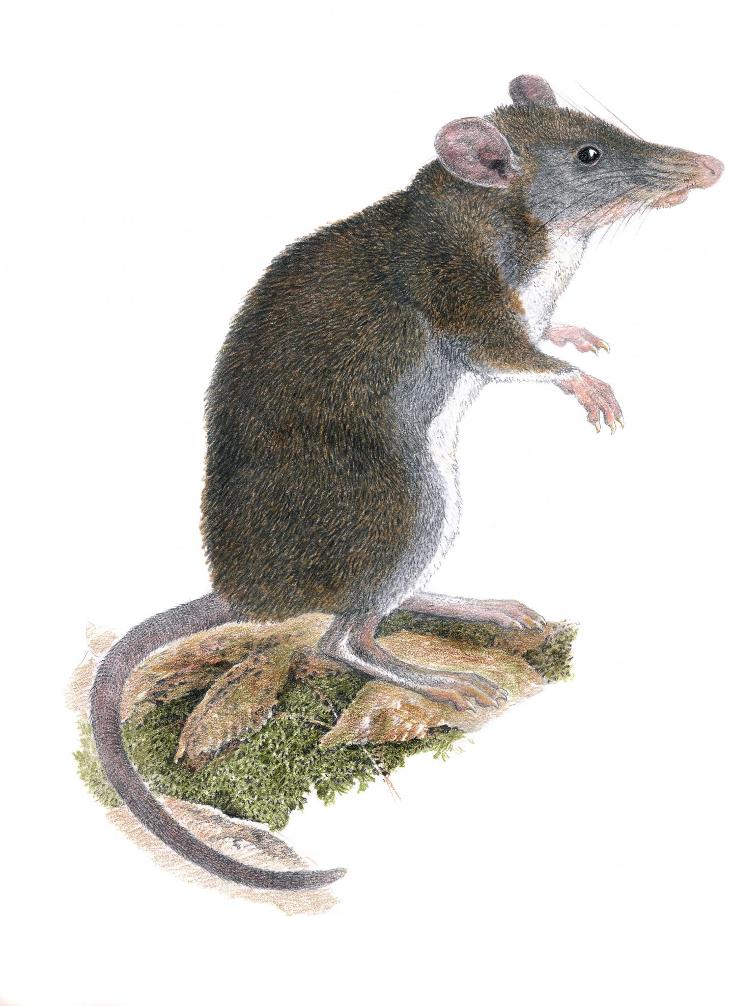 <em>R. Labo</em>