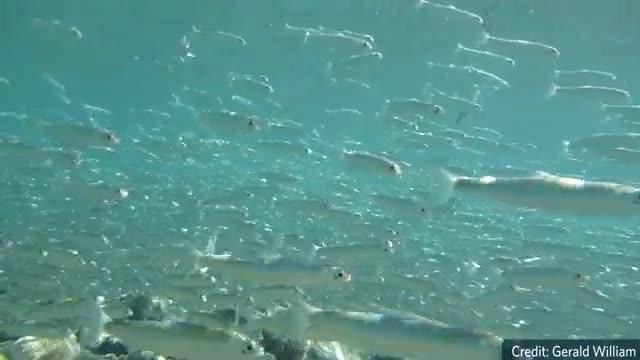 Salmon Smolts Find Safety in Numbers