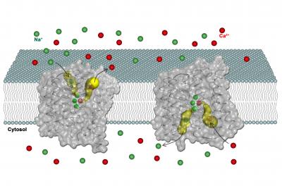 A Close-Up of an Ion Transporter (1 of 2)