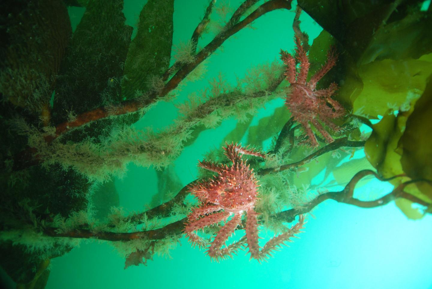 Rethinking Drivers of the World's Marine Diversity Gradient (8 of 21)