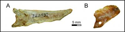 Bird Tail Comparison