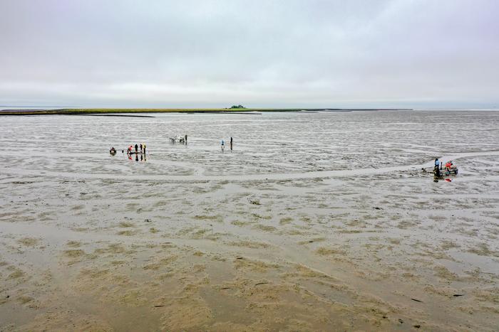 Examining the remains of the former church of Rungholt in the tidal flats off Hallig Südfall