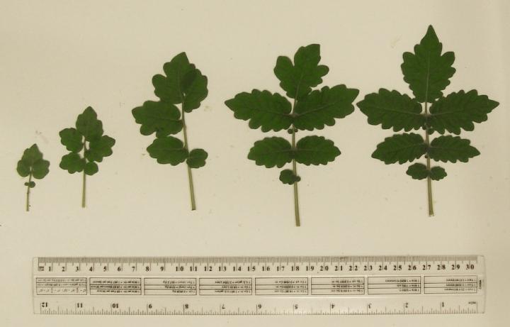 Leaf Development