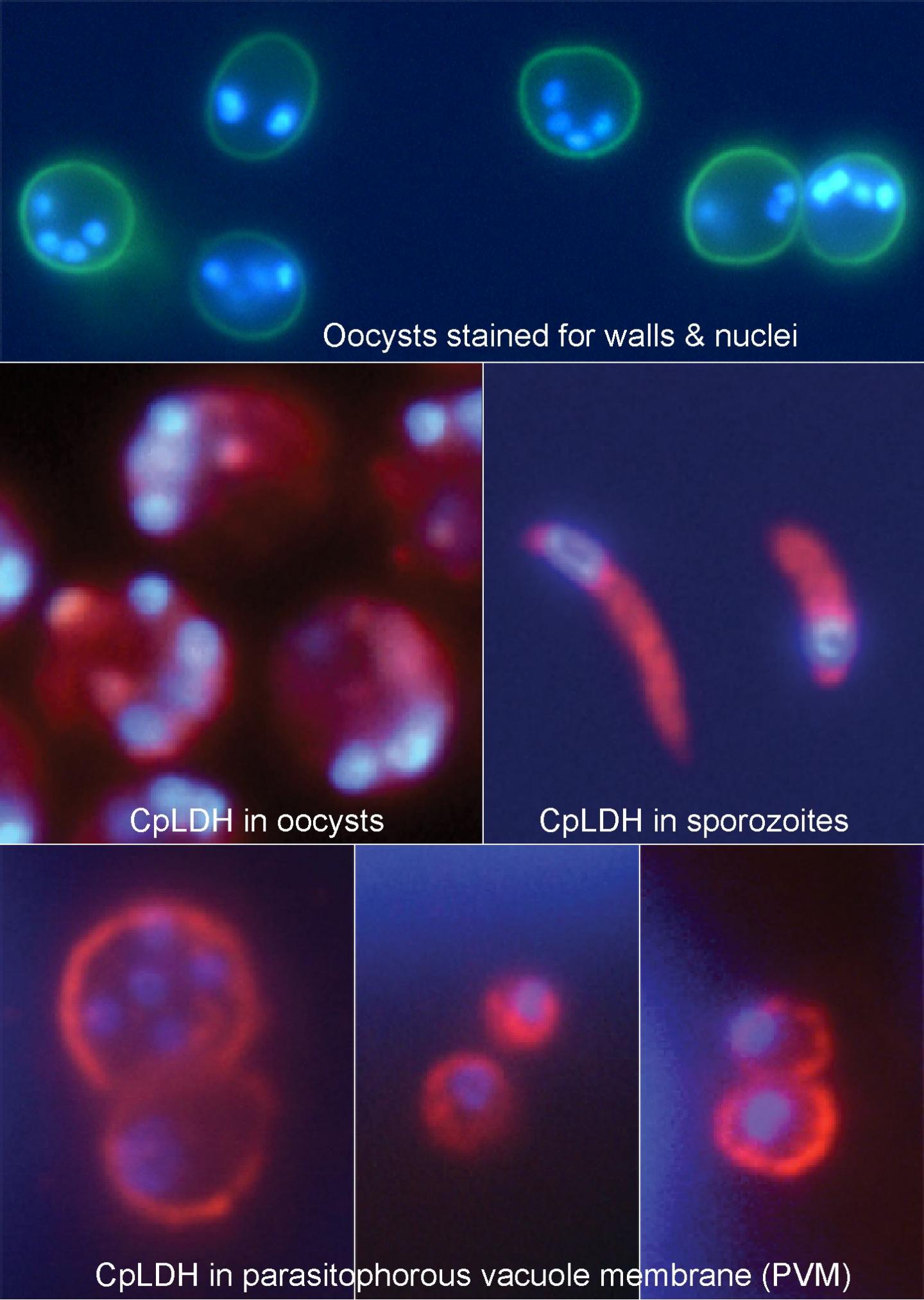 Cpldh On The Parasitophorous Vacuole Membrane