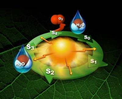Photosystem II