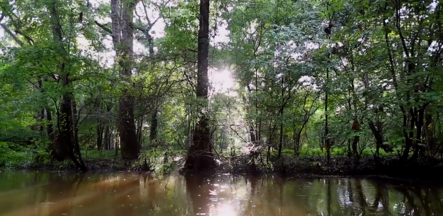 Current day cypress forest