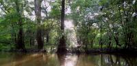 Current day cypress forest