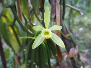 Vanilla in flower