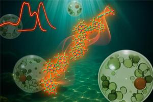 Freshwater alga Trachydiscus minutus has a unique chlorophyll structure to capture far-red light