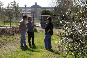 Researchers decode the complete genome of the fungus responsible for Cercospora leaf spot in olive trees