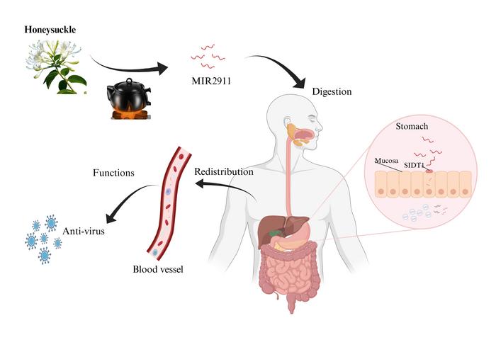 Schematic diagram illustrating the effect of processing techniques on MIR2911 in honeysuckle (Lonicera japonica).