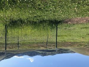 Fixed exclosure mid-summer