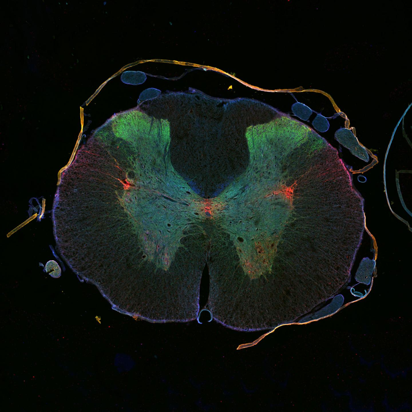 Cross-Section of a Rat's Spinal Cord