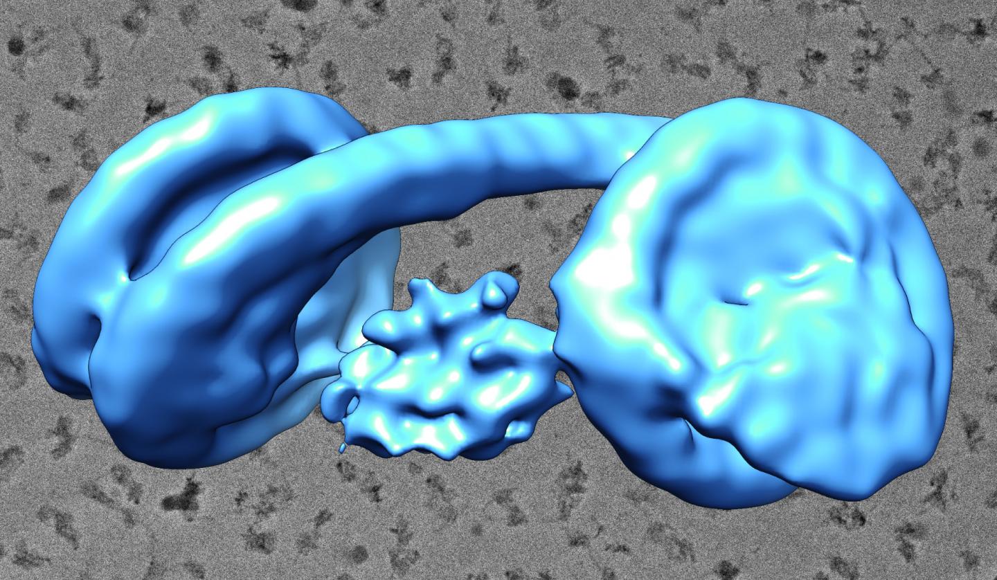 Heterochromatin Unit