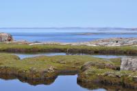 An Eider Pond in Digges Sound