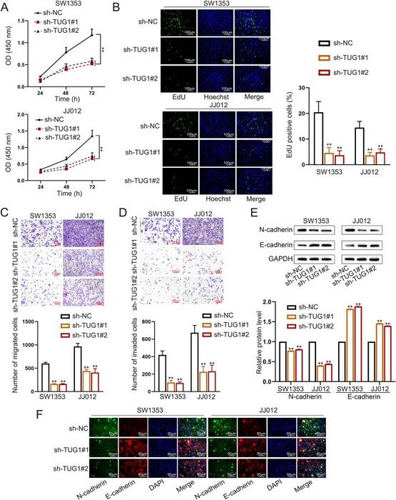 TUG1 knockdown inhibits the proliferation, migration, and invasion of chondrosarcoma (CHS) cells.