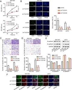TUG1 knockdown inhibits the proliferation, migration, and invasion of chondrosarcoma (CHS) cells.
