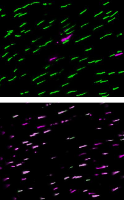 Fluorescence Micrographs