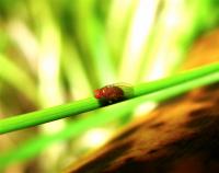 Fruit fly