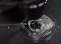 Human Sperm Analysis