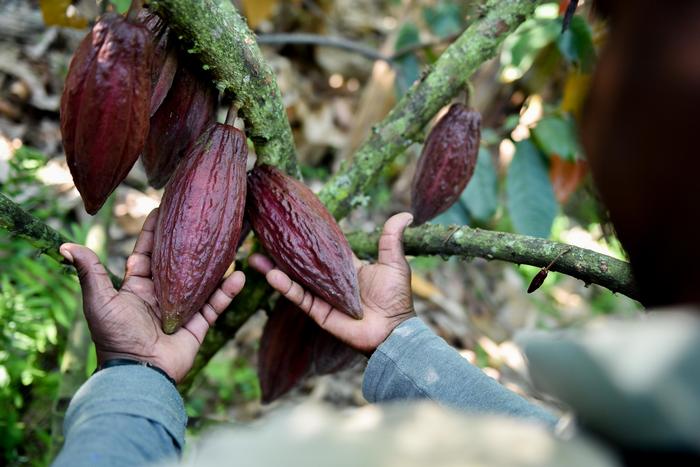 Cacao grower Colombia