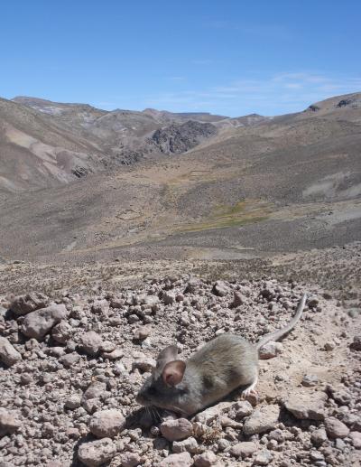 At High Altitude, Carbs are the Fuel of Choice