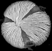 Anthonotha Macrophylla