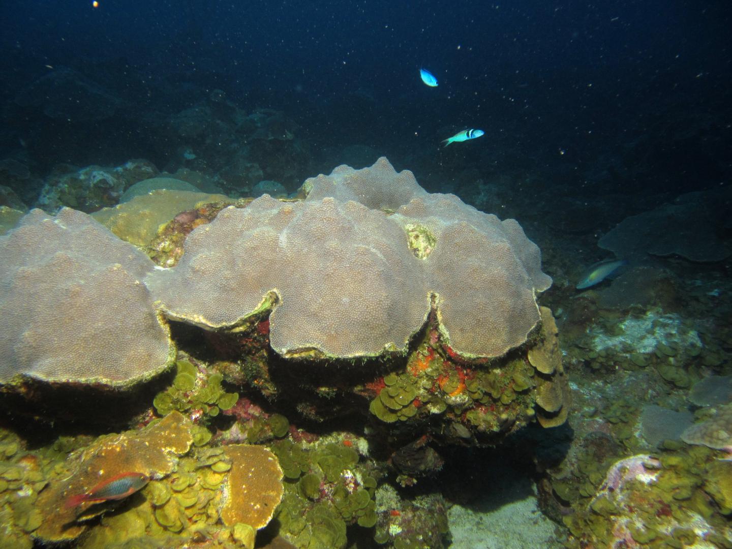 Mesophotic Coral