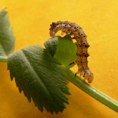 Tobacco Budworm