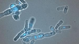 dcr1 rnh1 rnh201 triple mutant