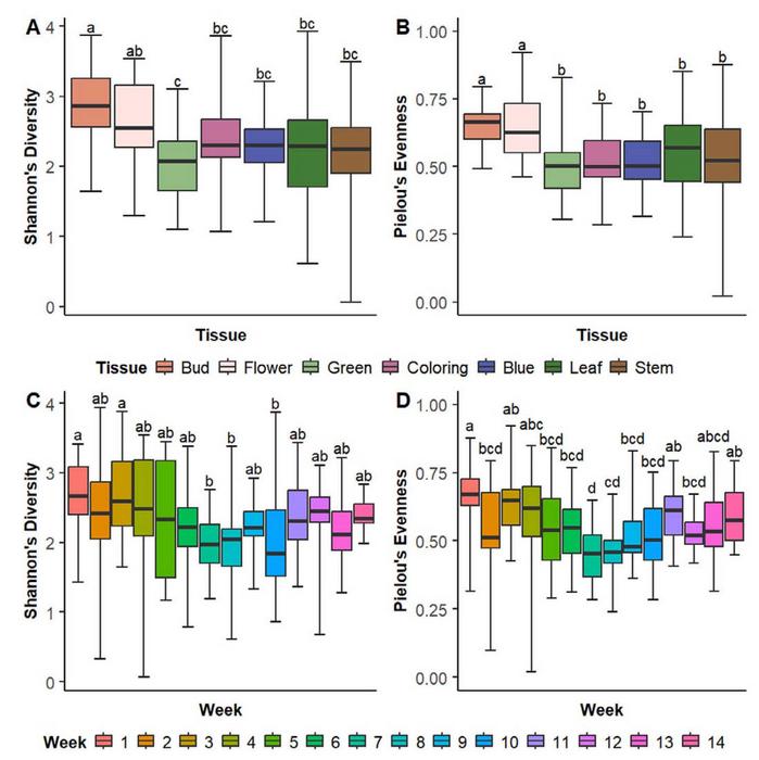 Differences in α-diversity measures by tissue type (A: Shannon’s index, B: Pielou’s evenness) and by week of sampling (C: Shannon’s index, D: Pielou’s evenness) among all samples.