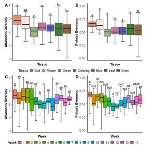 Differences in α-diversity measures by tissue type (A: Shannon’s index, B: Pielou’s evenness) and by week of sampling (C: Shannon’s index, D: Pielou’s evenness) among all samples.