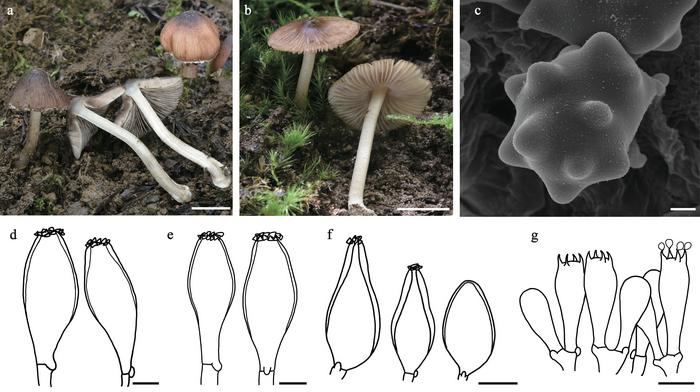 The morphology of Inocybe ceratina.