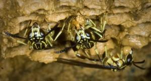 Wasp Close Up