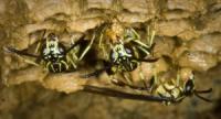 Wasp Close Up
