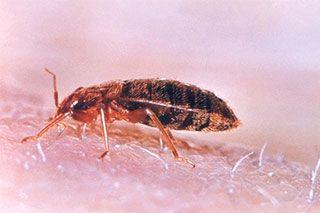 </i>Cimex lectularius</i>