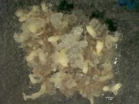 Hemlock Embryogenic Cultures