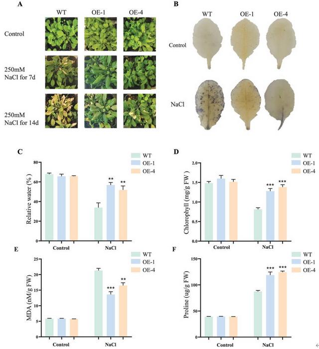 Phenotypic and physiological responses of transgenic A. thaliana seedlings to salt stress.