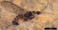 Snakefly