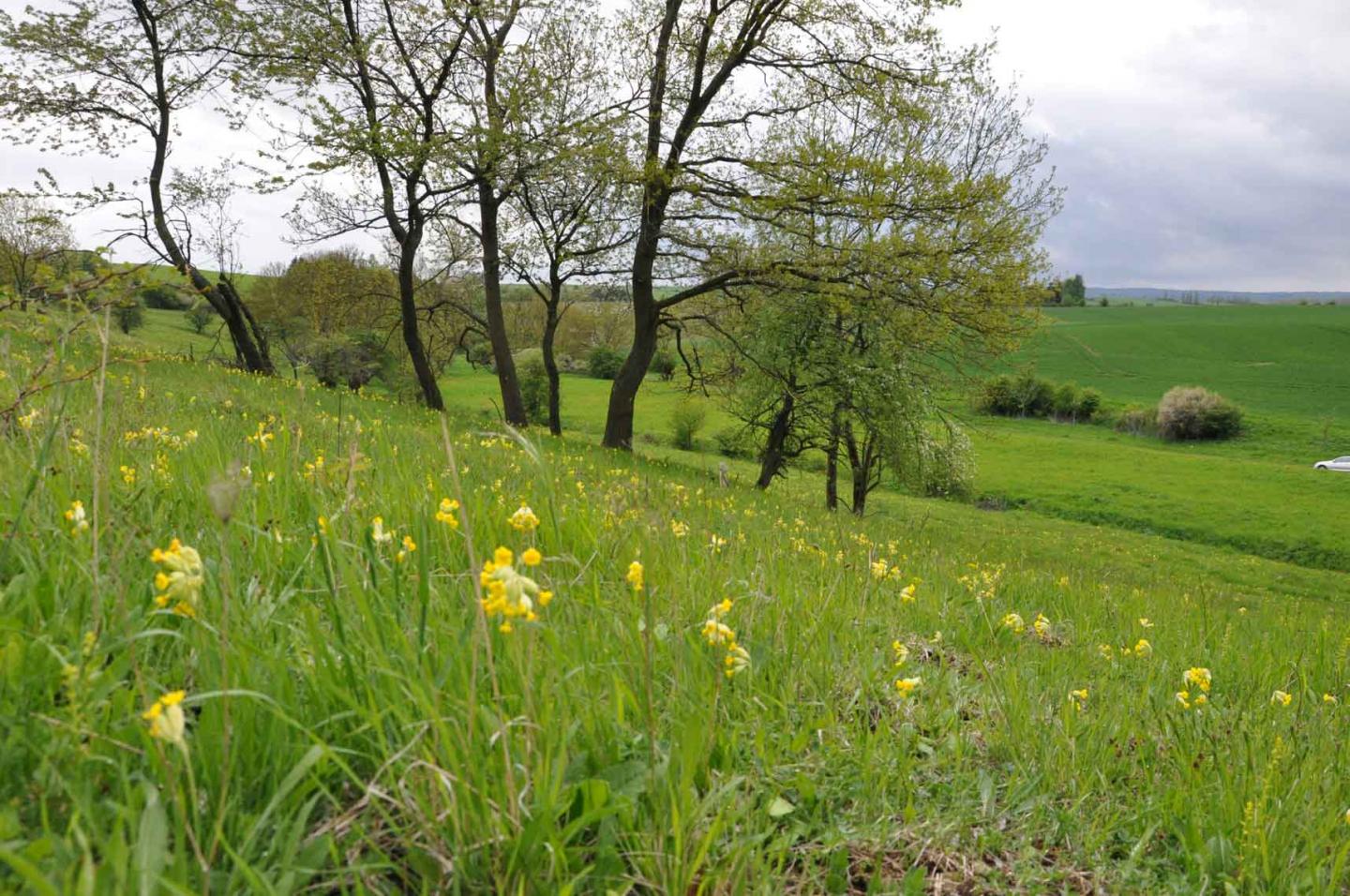 Extensive Grassland