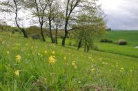 Extensive Grassland