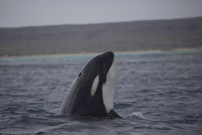 orcas Australia