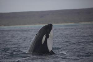 orcas Australia