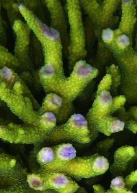 Wounded Coral